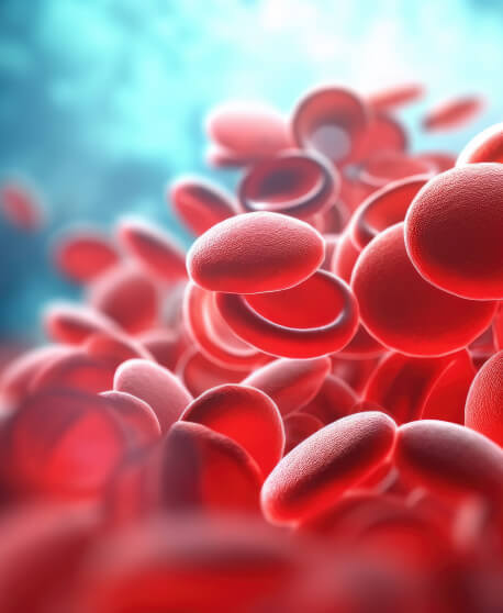 blood cells